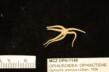 Media type: image;   Invertebrate Zoology OPH-1149